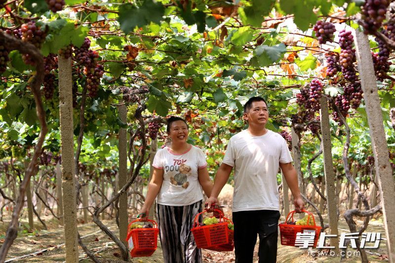 谌紫慧和周雷用汗水浇灌创业梦想，让“夫妻同心，其利断金”的老话，结出了最甜的果。