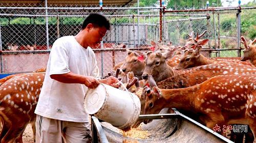 飼養(yǎng)人員給梅花鹿喂食