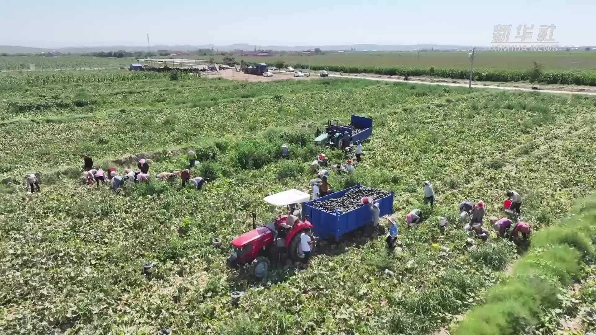 宁夏：特色农作物迎来采收旺季