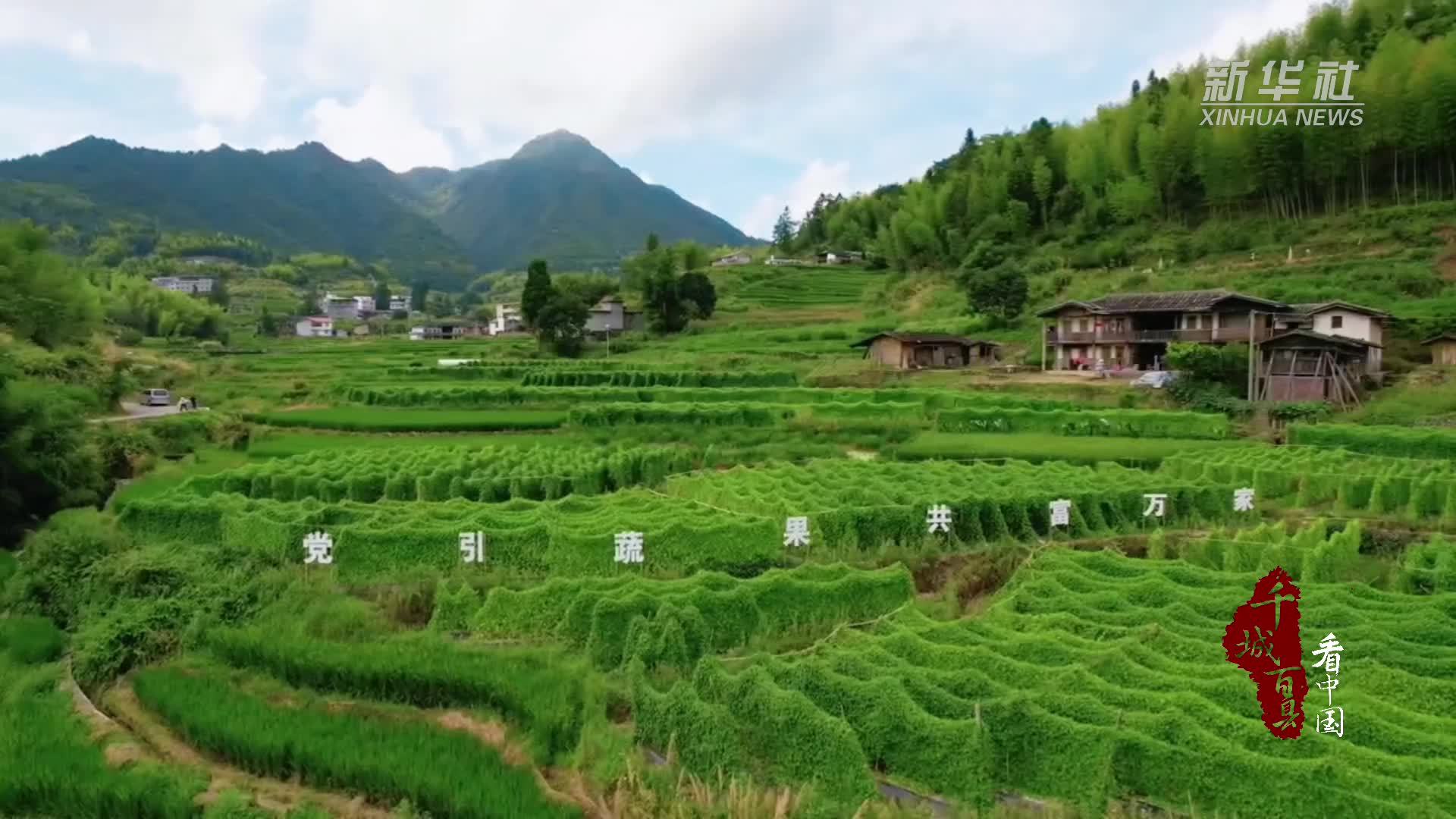 千城百县看中国｜福建德化：小西瓜铺就乡村振兴路