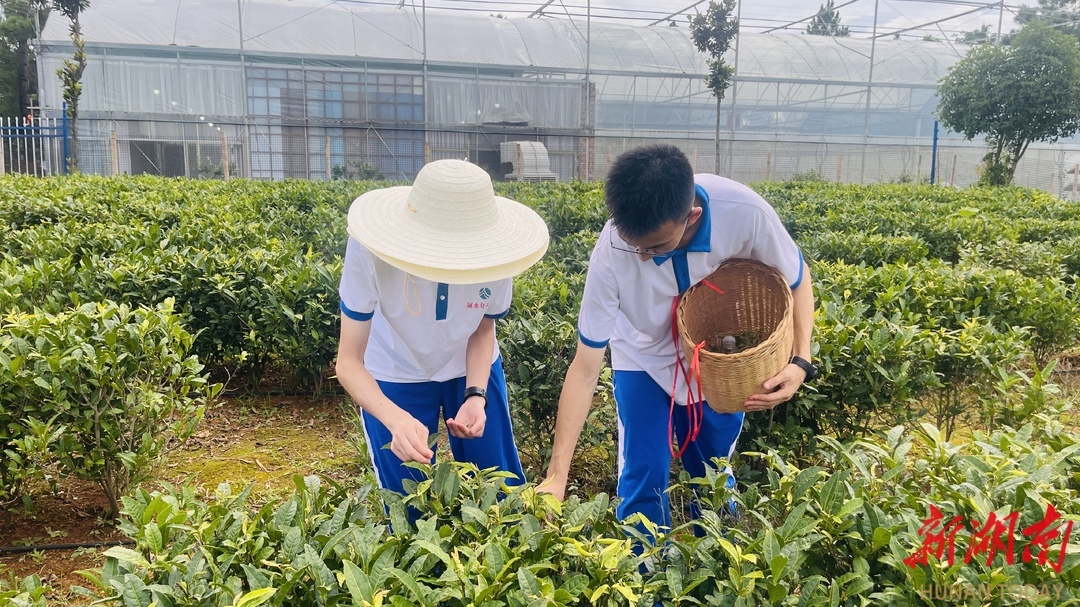 湖南师大附中学生在体验采茶