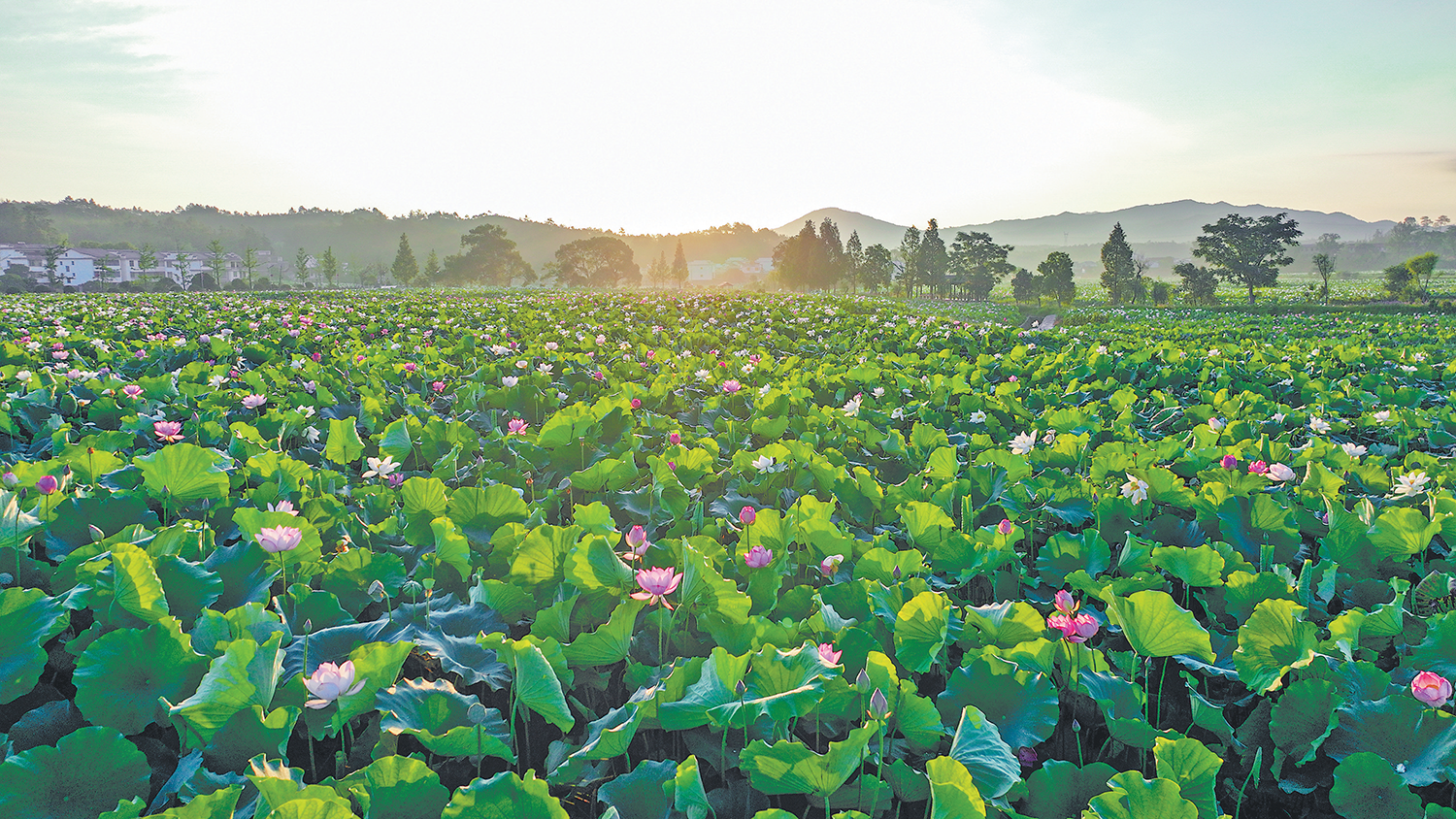 广昌县驿前镇的荷花竞相绽放，美不胜收。见习记者田绍林摄