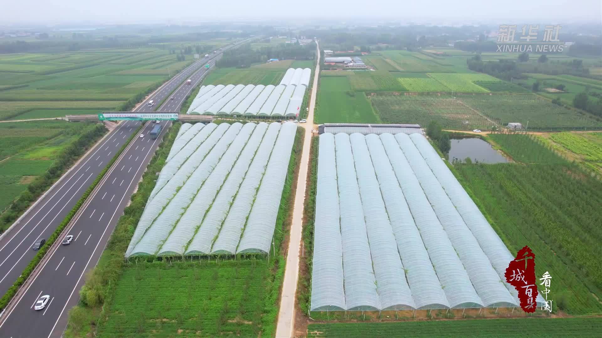 千城百县看中国｜山东沂南：葡萄藤下的共富密码