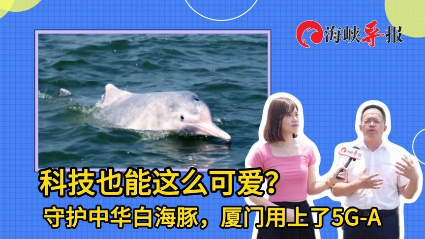 科技也能这么可爱？守护中华白海豚，厦门用上了5G-A