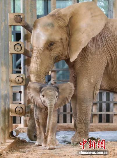 非洲象“露丝”和它的宝宝在专门设置的育幼片区。(倪丽 摄)