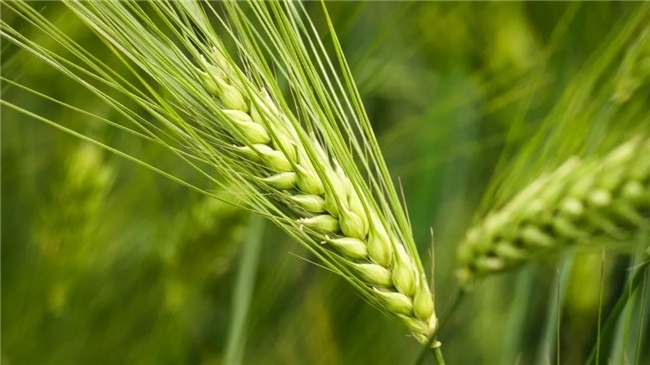 点击查看原始图片