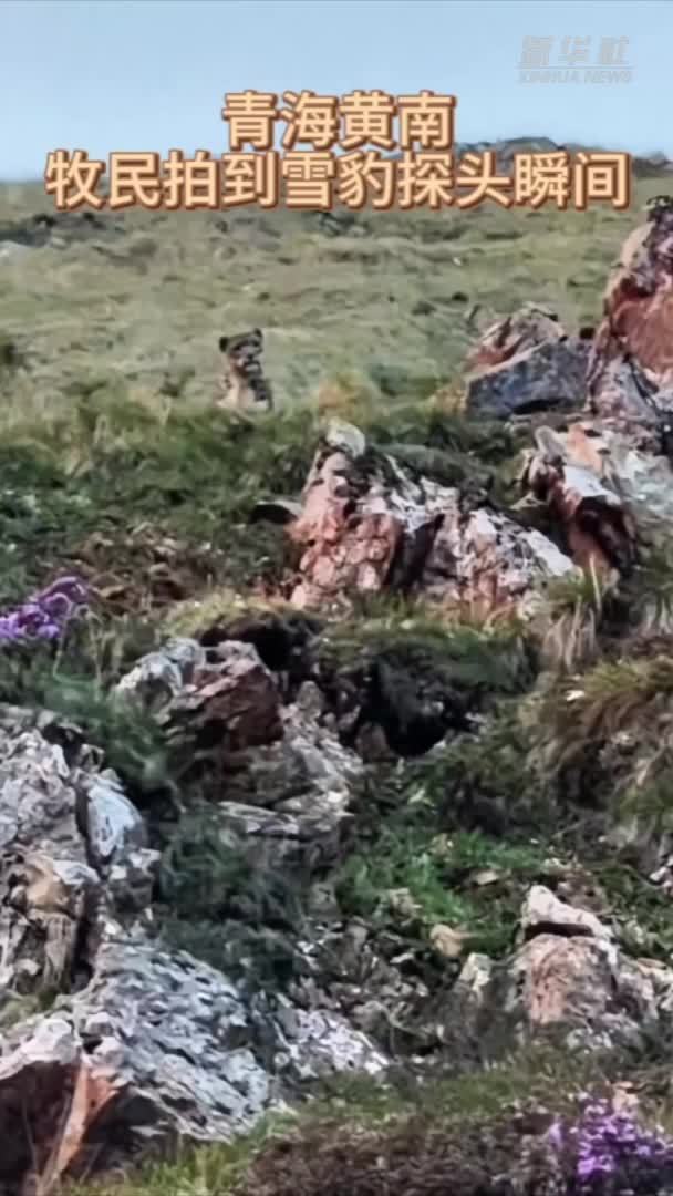 青海黄南：牧民拍到雪豹探头瞬间