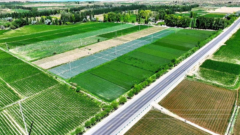 科技赋能“万土之王”全产业链 临泽“点石成金”