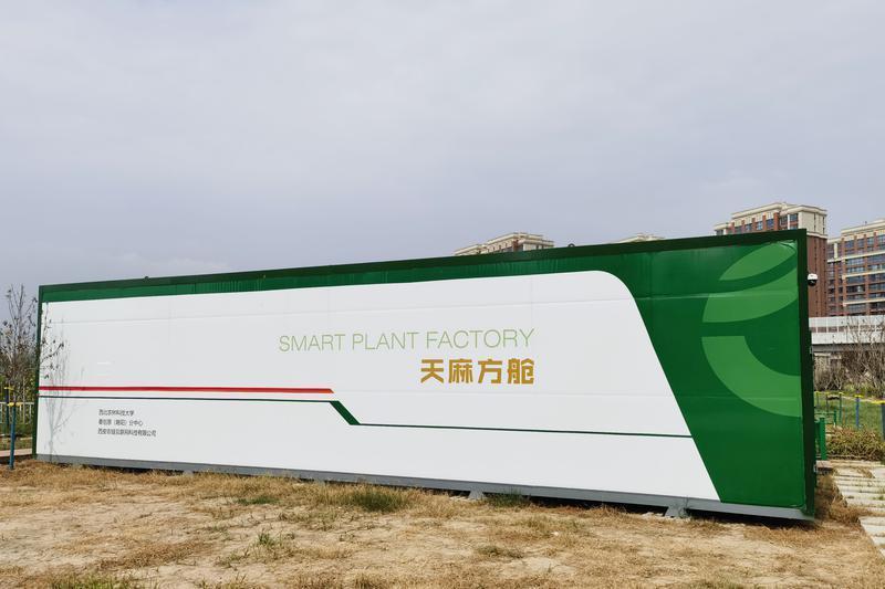 位于沣西新城绿浪农业示范基地的天麻方舱 首席记者 吕聪 摄