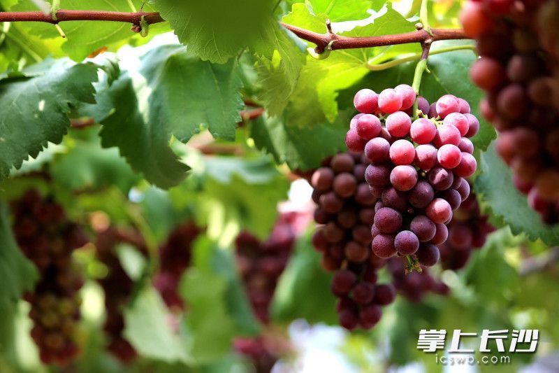 果园里挂满了丰收的果实。