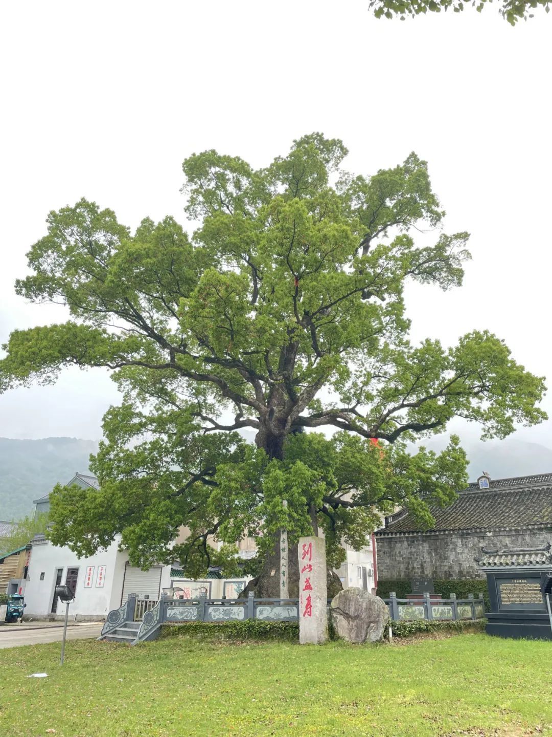 “樹”說歷史 | 象山：千年古樟：守護(hù)一方水土的傳奇守護(hù)者