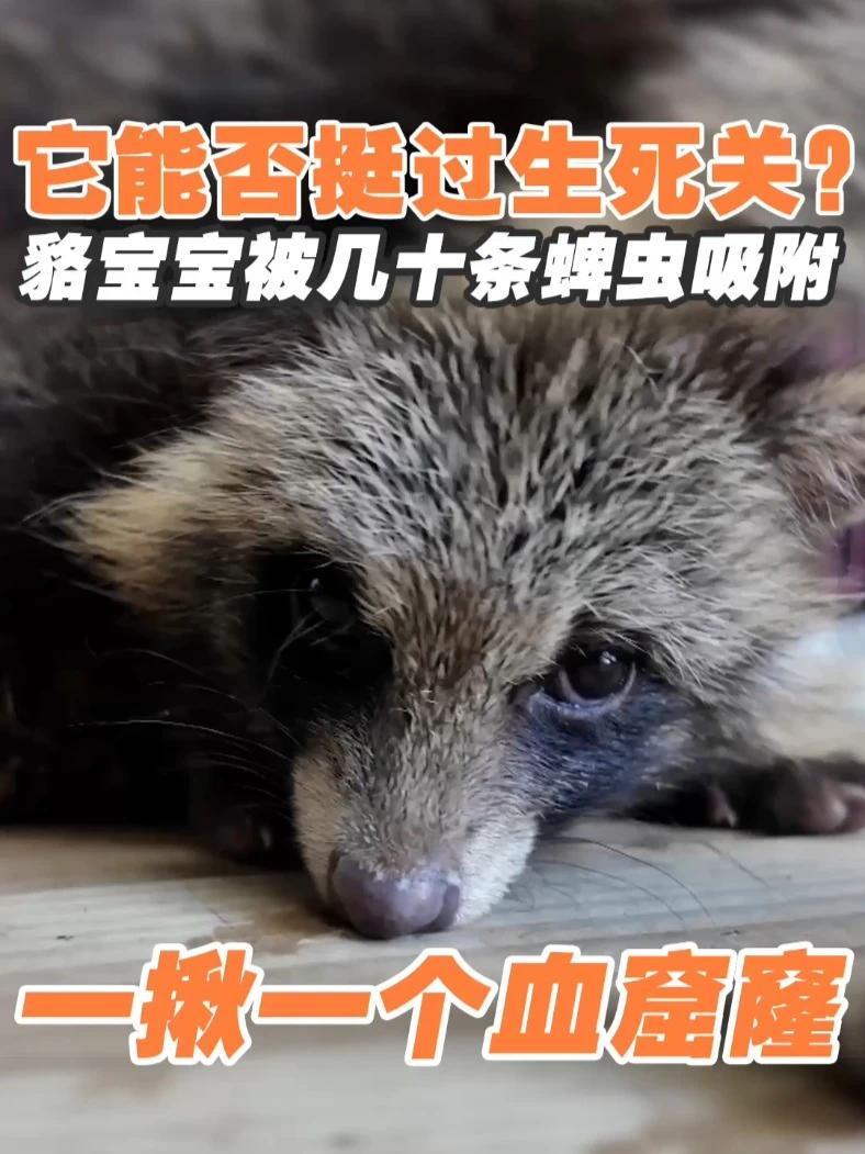 貉宝宝被几十条蜱虫吸附，一揪一个血窟窿，萎靡虚弱，它能否挺过生死关？#我们和它们