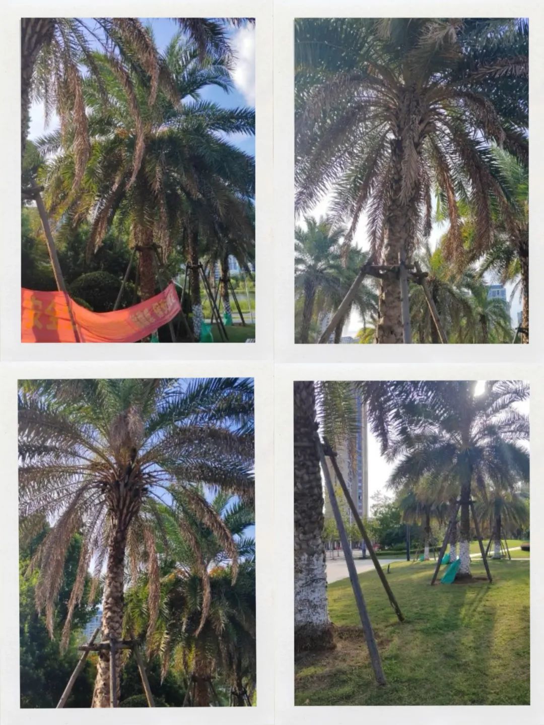 南昌红谷滩区雨阳公园海枣树枝枯叶黄有掉落风险 管理方回复