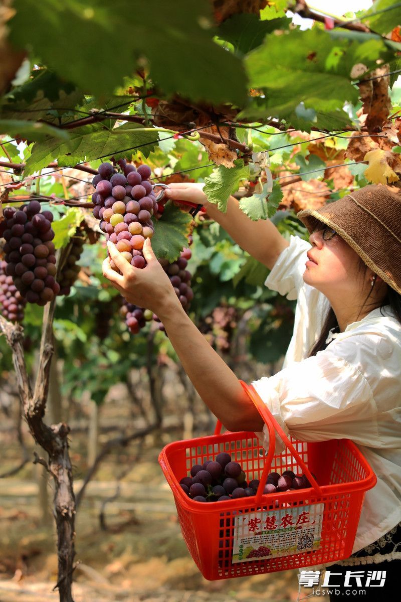 来采摘的大都是回头客。