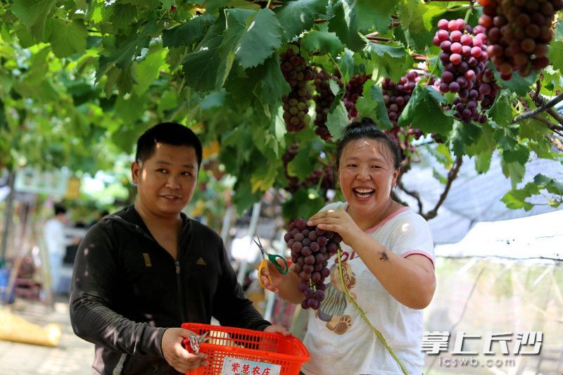 从“赔光家底”到“土里生金”，90后夫妻的心里比吃了蜜还甜。均为长沙晚报全媒体记者 贺文兵 摄
