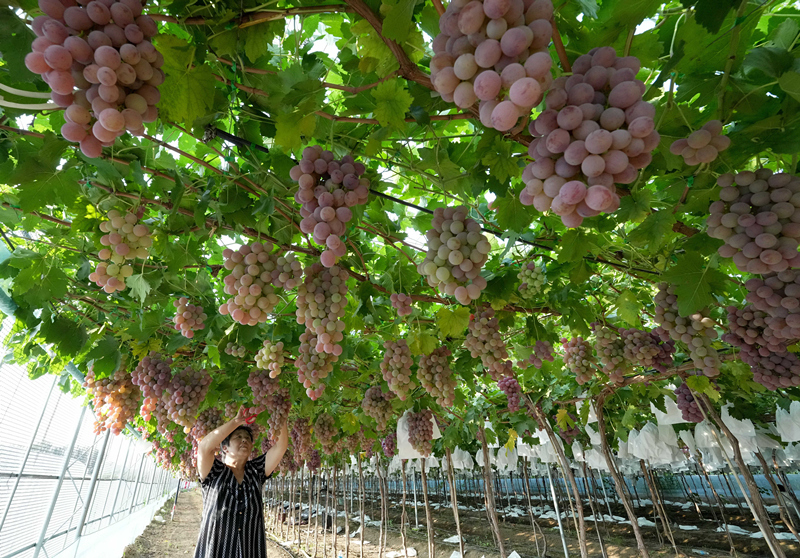 河北卢龙：鲍子沟葡萄飘香四方（2）_副本.jpg