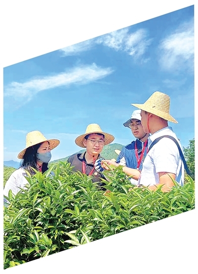 惠州市惠东县中洞村驻村干部施海杰(左二)调研茶叶种植情况。 张立凯摄