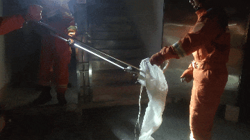 【江西宜春】眼镜蛇闯入校园宿舍 消防紧急出动成功捕获 (1)(3).gif