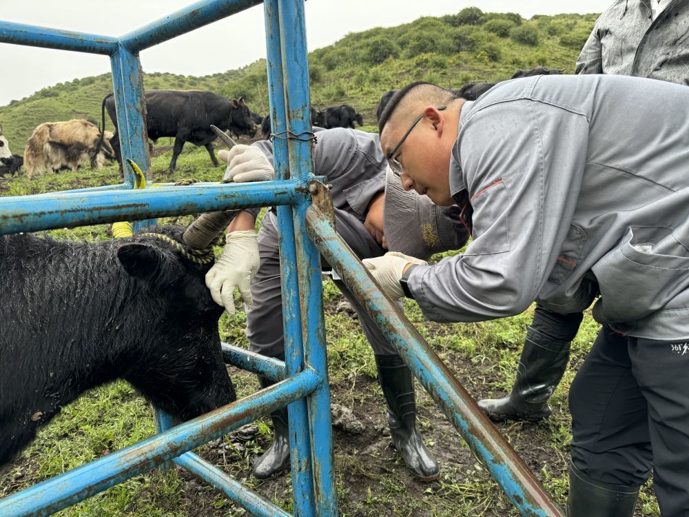邱山桐（右二）正在检查牦牛状况（2024年7月摄）　（受访者供图）