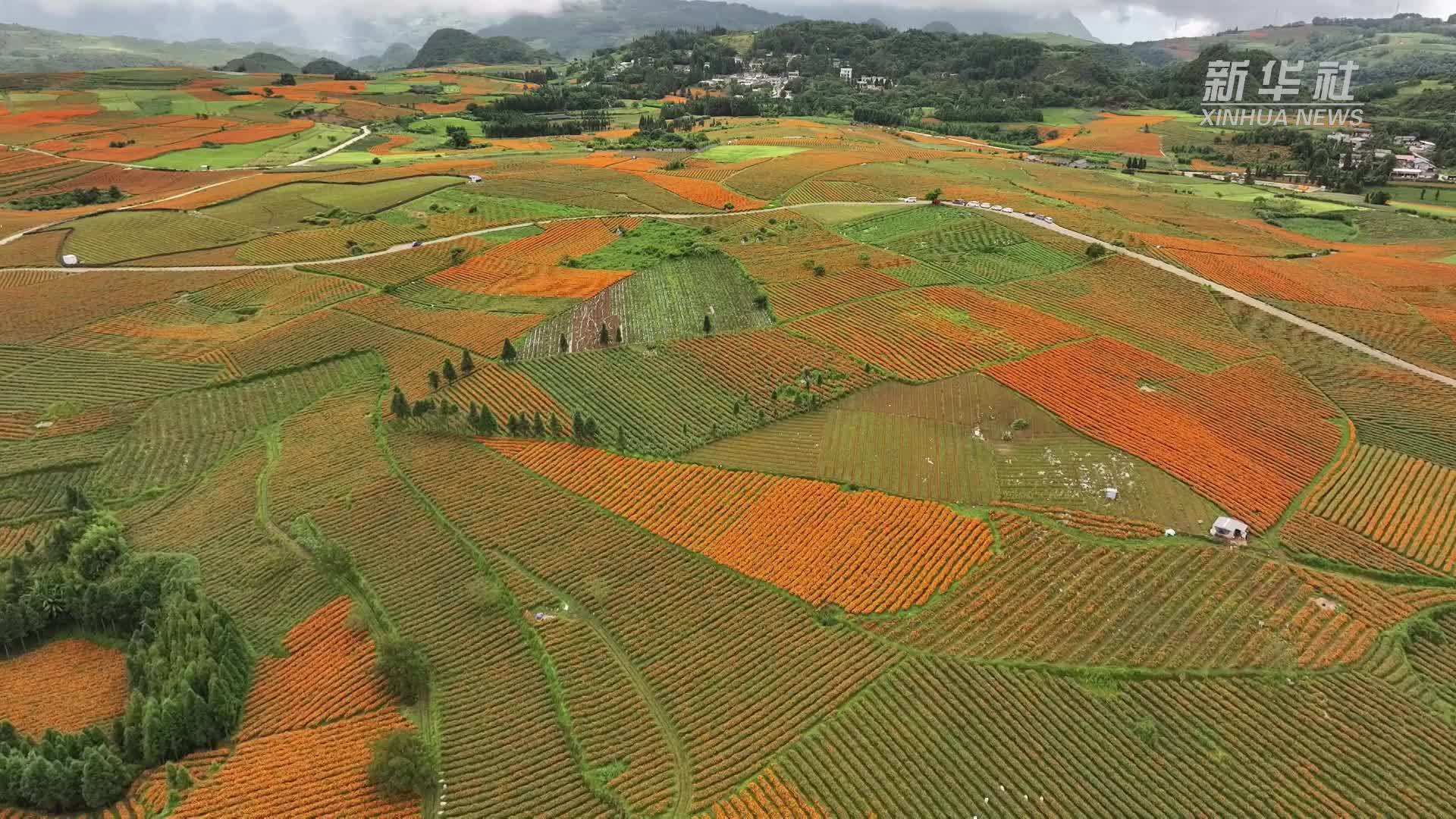 云南蒙自：万寿菊绽放乡村振兴“共富花”