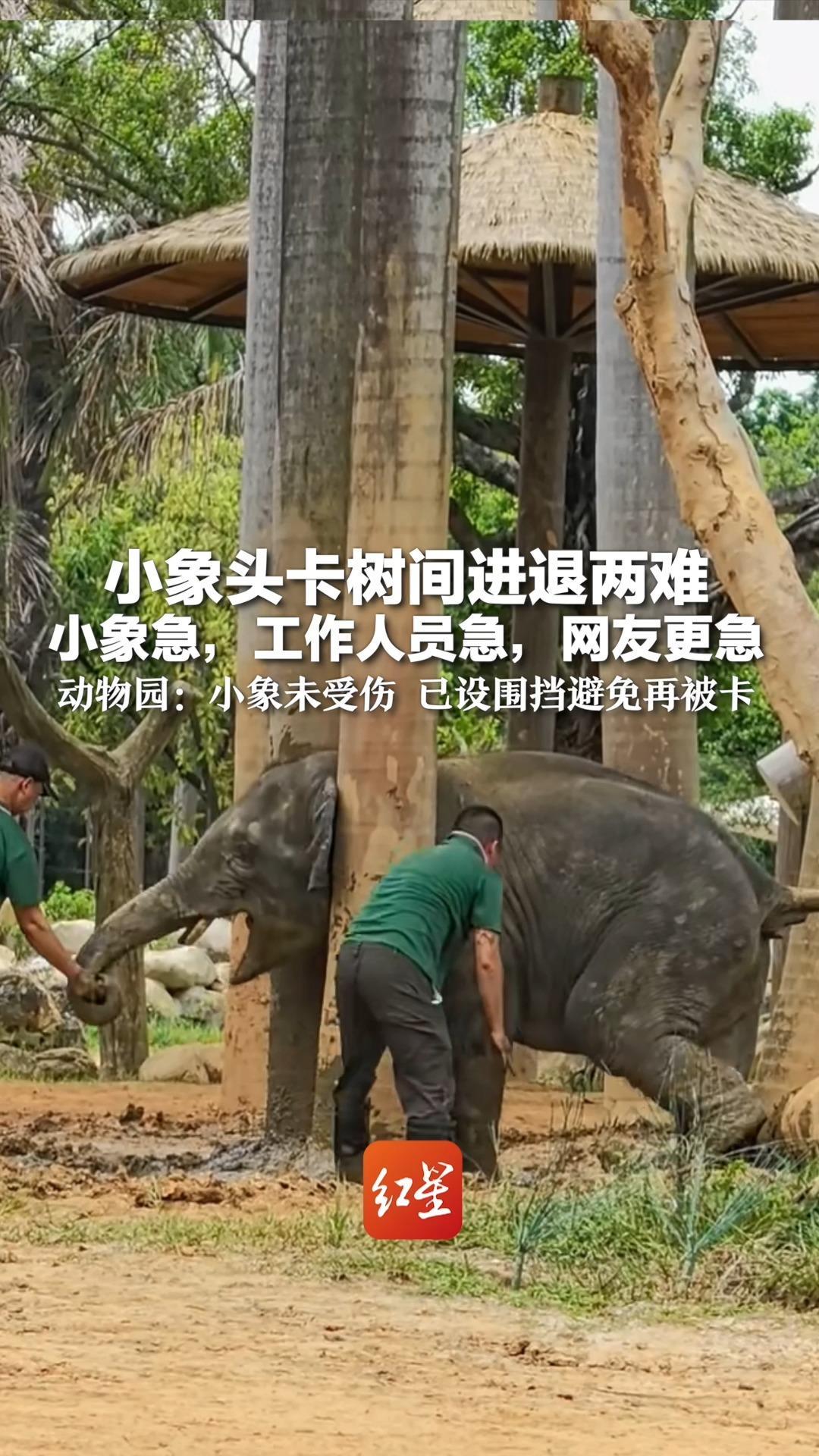 小象头卡树间进退两难 小象急，工作人员急，网友看着更着急 动物园：小象未受伤 已设围挡避免再被卡