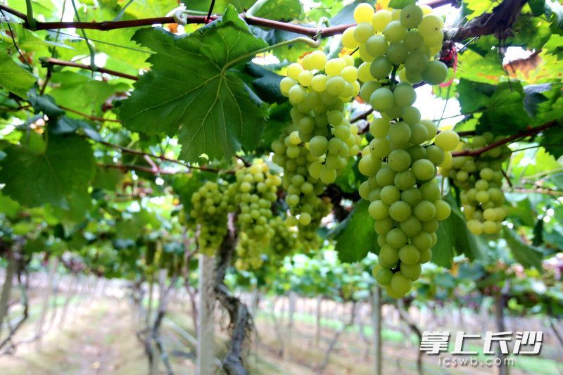 10多个品种的葡萄陆续成熟。