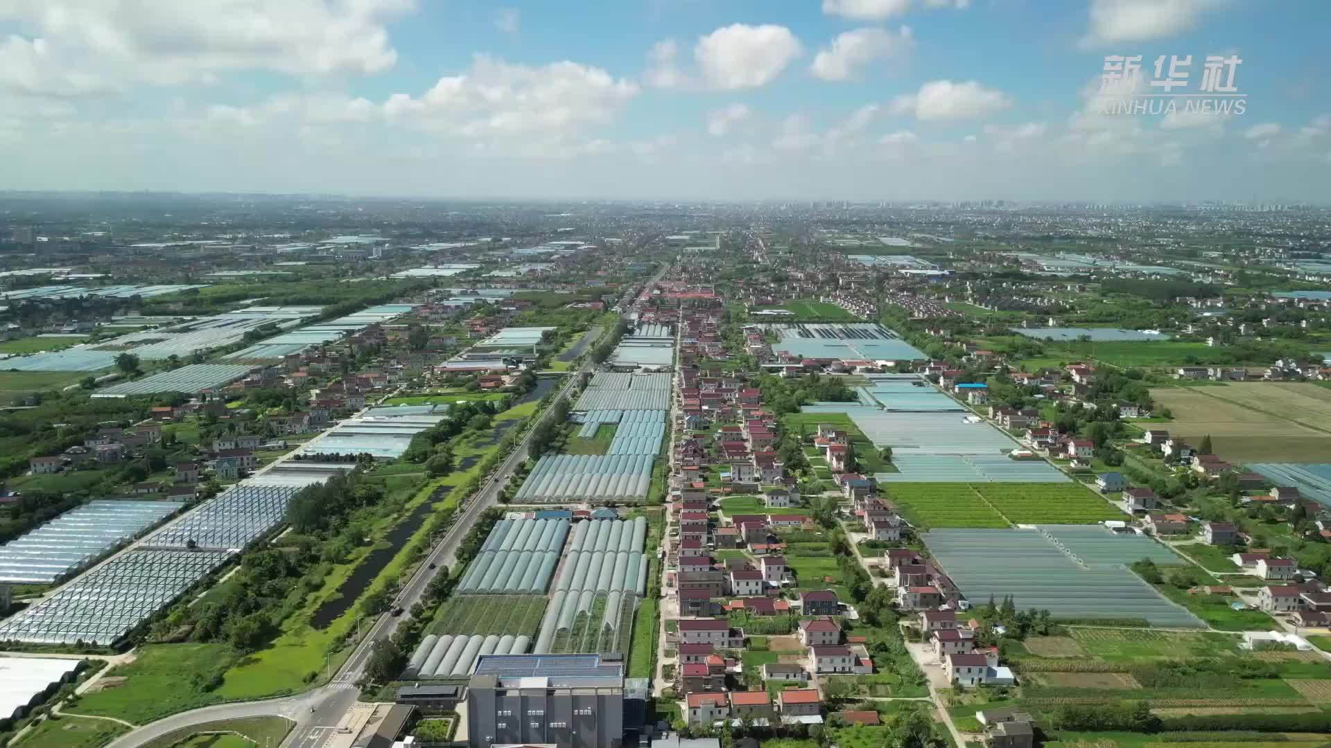 江苏通州：“小葡萄”变身“致富果”