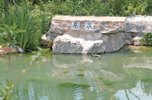 济南再现千年白泉涌沙奇观 生态修复重现诗意泉城