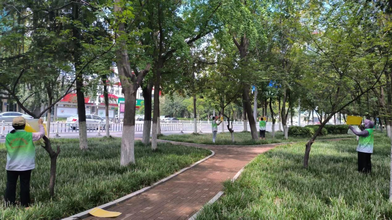 市園林中心職工懸掛粘蟲板防治白粉虱