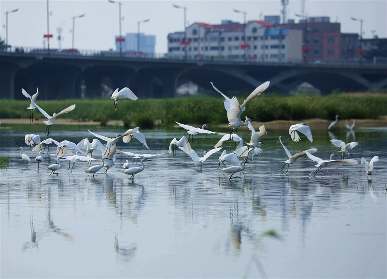 8月4日，在南阳白河国家城市湿地公园城区段，成群的白鹭在觅食、嬉戏。高嵩 摄