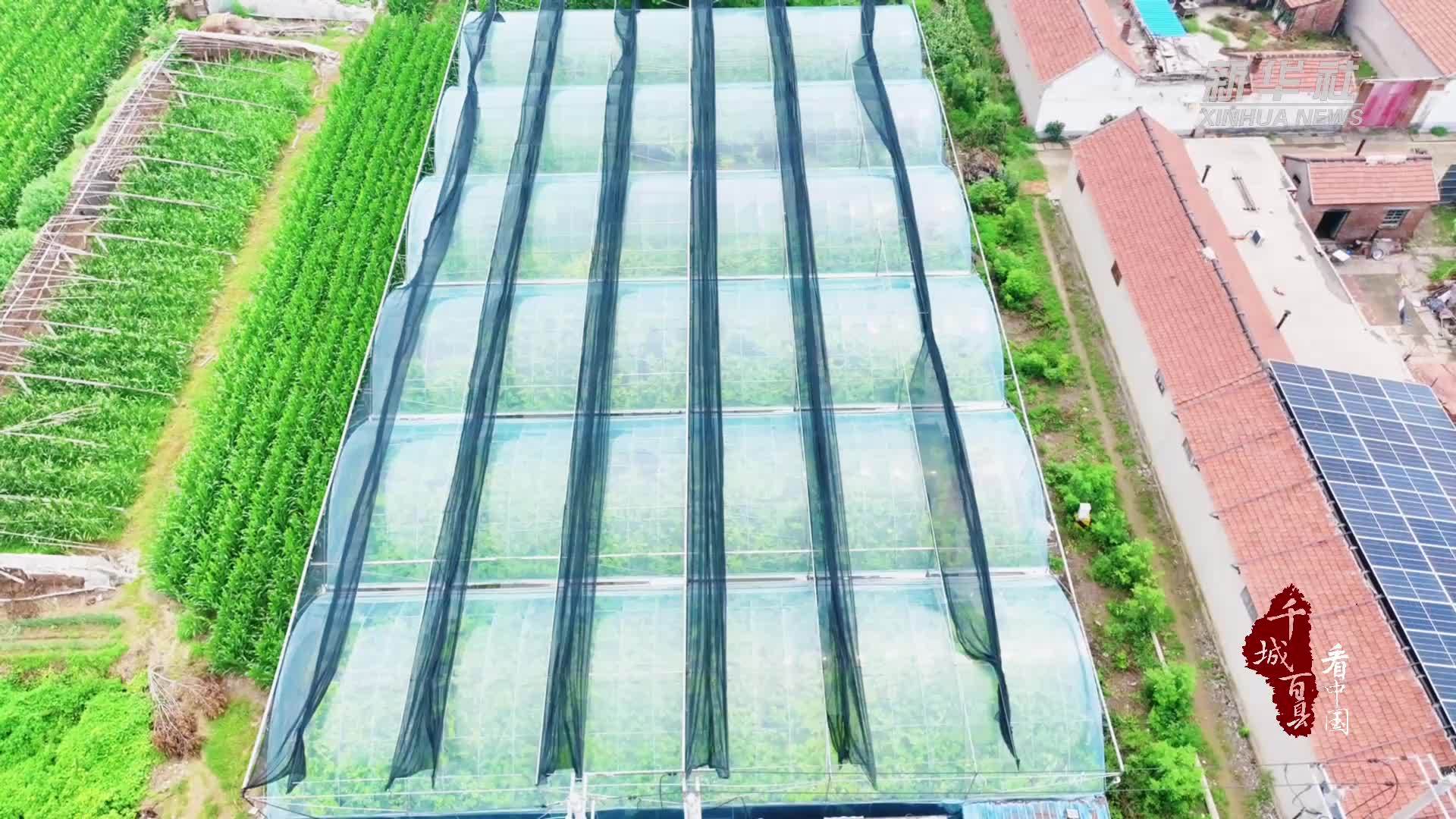 千城百县看中国｜山东广饶：葡萄满园迎客来