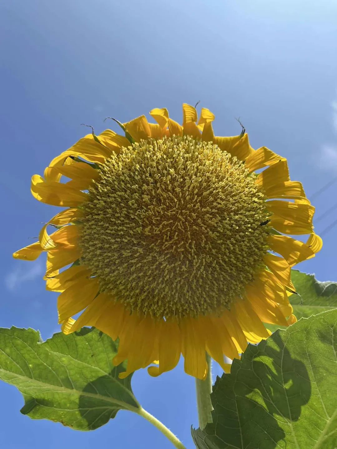 夏日征集 | 这个夏天,你过得怎么样?