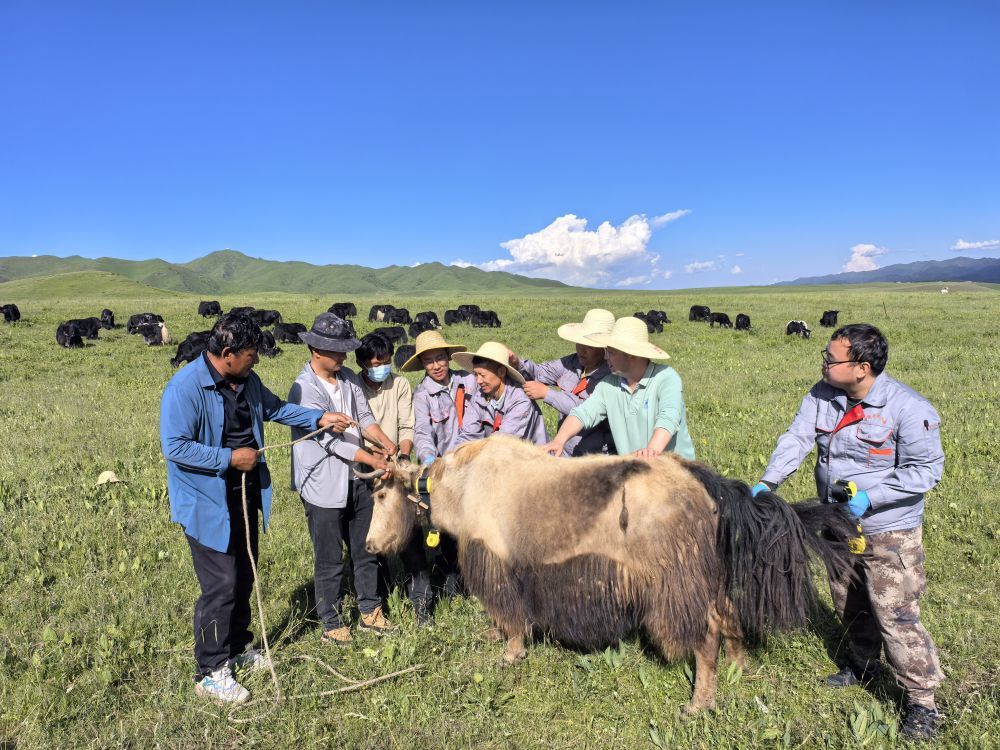 王立斌（右四）在和团队成员进行科研工作（2025年7月摄）　（受访者供图）