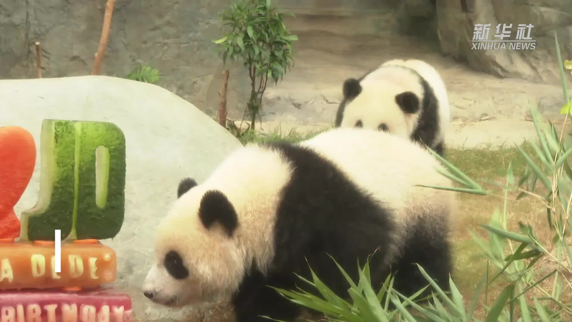 首对“港产”龙凤胎大熊猫一岁啦