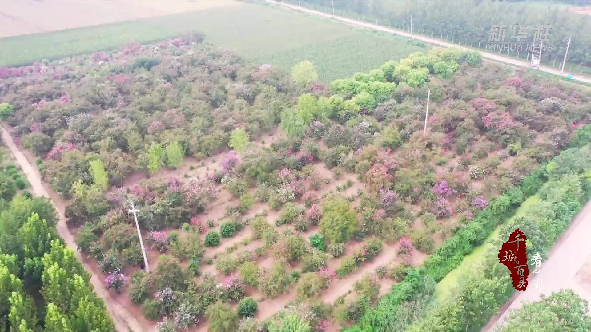 千城百县看中国｜山东定陶：初秋紫薇花开正盛