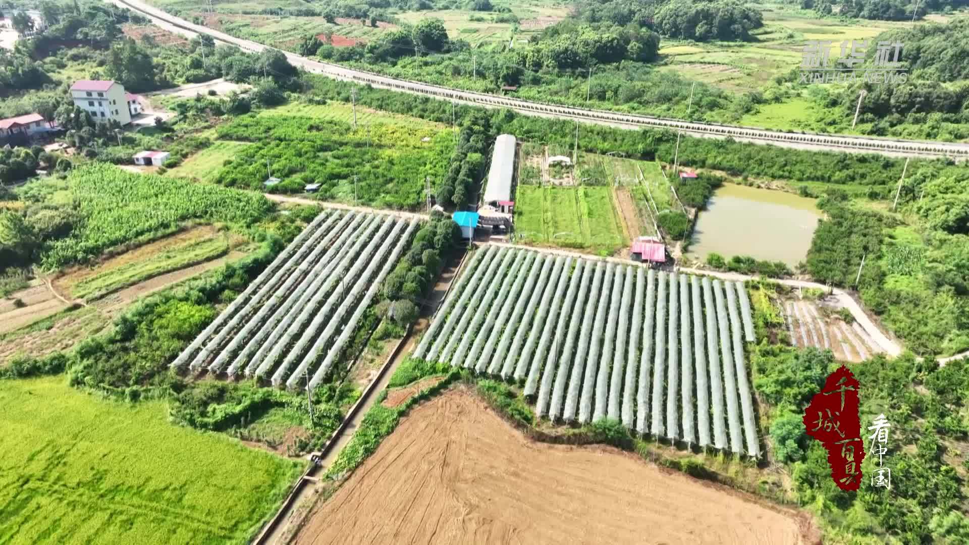 千城百县看中国｜湖南冷水滩：葡萄采摘尝鲜乐不停