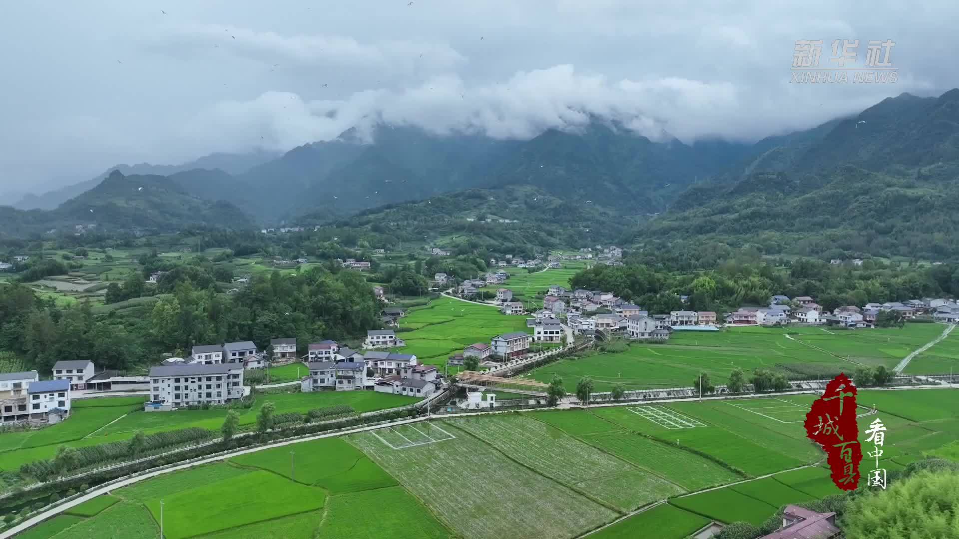 千城百县看中国｜湖北鹤峰：百鹭成群添灵动　生态底色铺美景