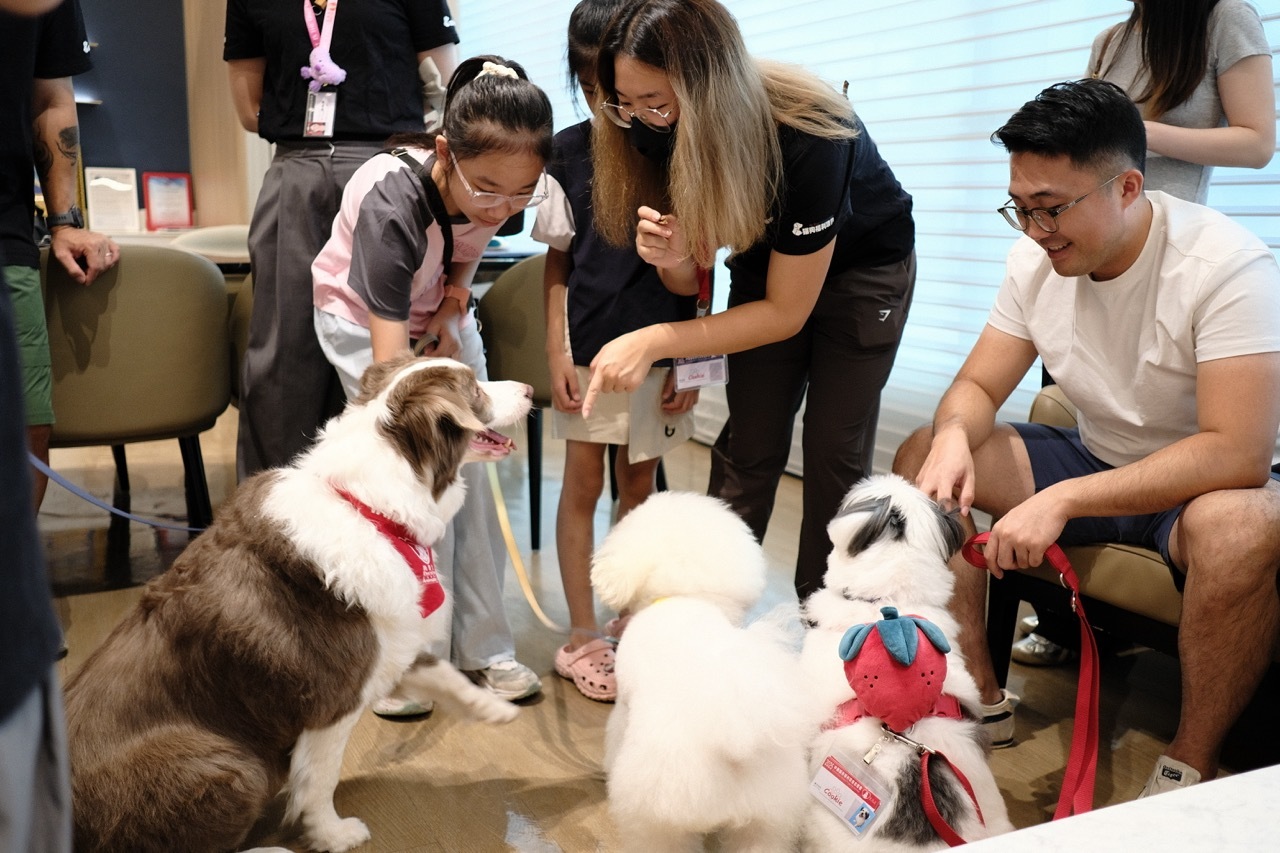 萌犬当“医生” 儿童心理疗愈迎来温暖新范式
