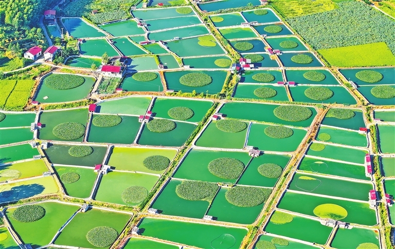 南丰县：甲鱼塘星罗棋布 犹如大地调色板（图）