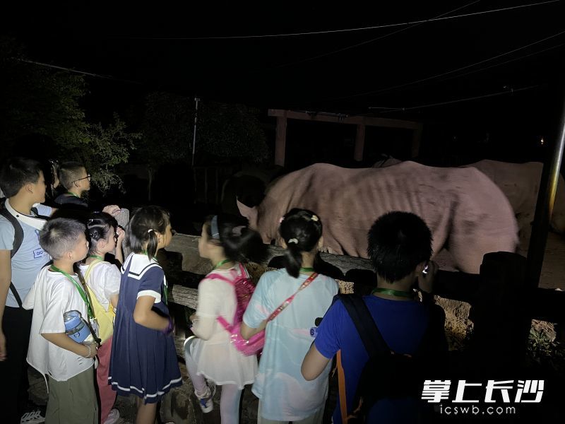 夜游动物园让小朋友们感到新奇。长沙生态动物园供图