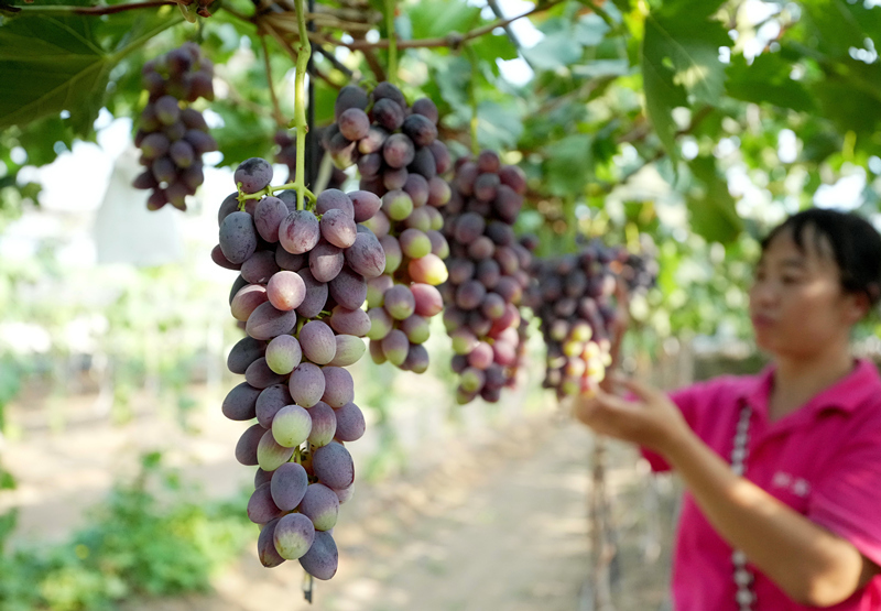 河北卢龙：鲍子沟葡萄飘香四方（4）_副本.jpg