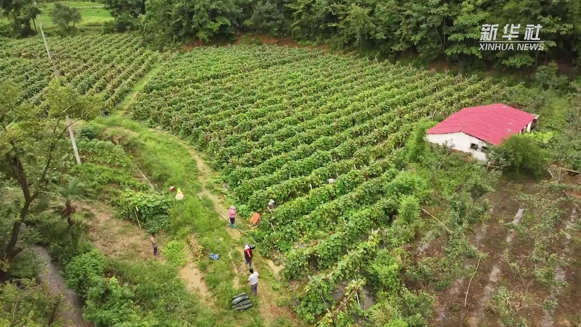 江西大余：特色产业助力乡村振兴