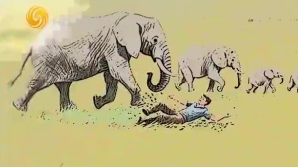 为什么大象袭击人类的事件频发？看起来憨态可掬的大象其实非常敏感