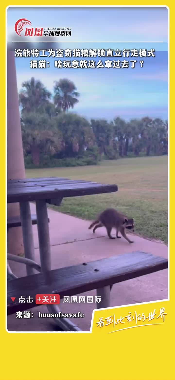 浣熊开启“特工模式”，直立行走盗猫粮，猫猫当场愣住！#动物世界 #趣闻