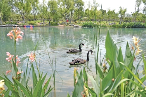 济南再现千年白泉涌沙奇观 生态修复重现诗意泉城