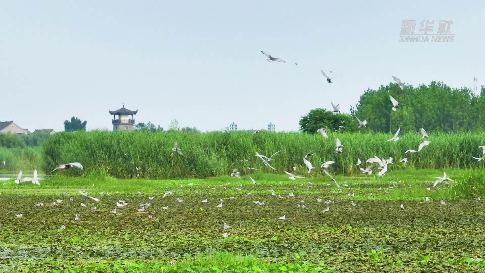 江苏盐城建湖县：时已立秋 候鸟翩跹