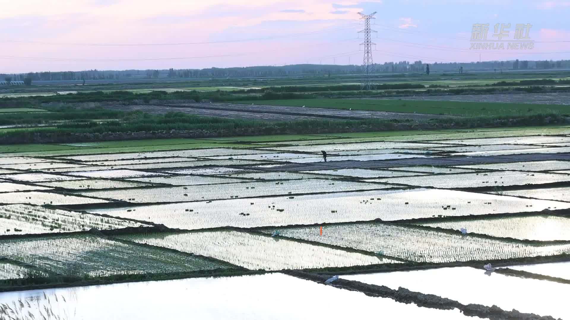 无人机“投喂”新疆伊犁虾蟹肥