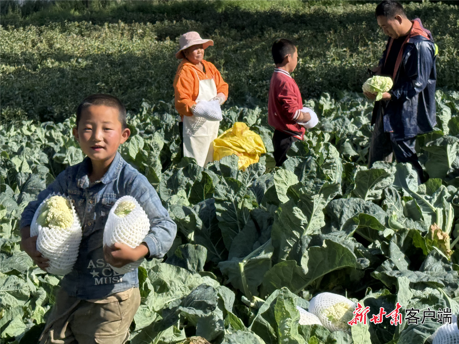 陈得前一家地里忙碌
