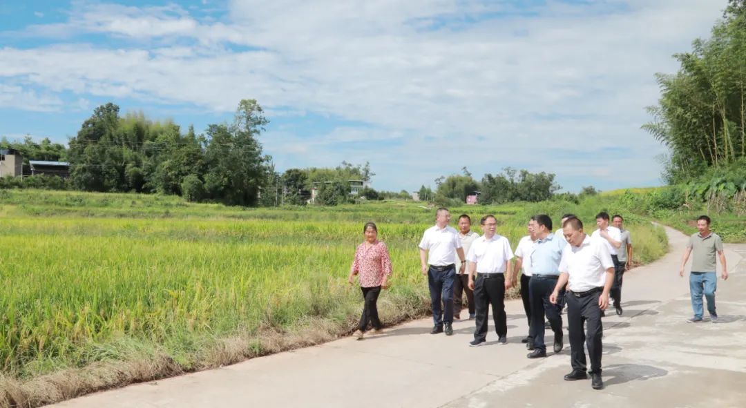 8月12日,聚奎镇顺安村,周恩海察看水稻成熟情况。