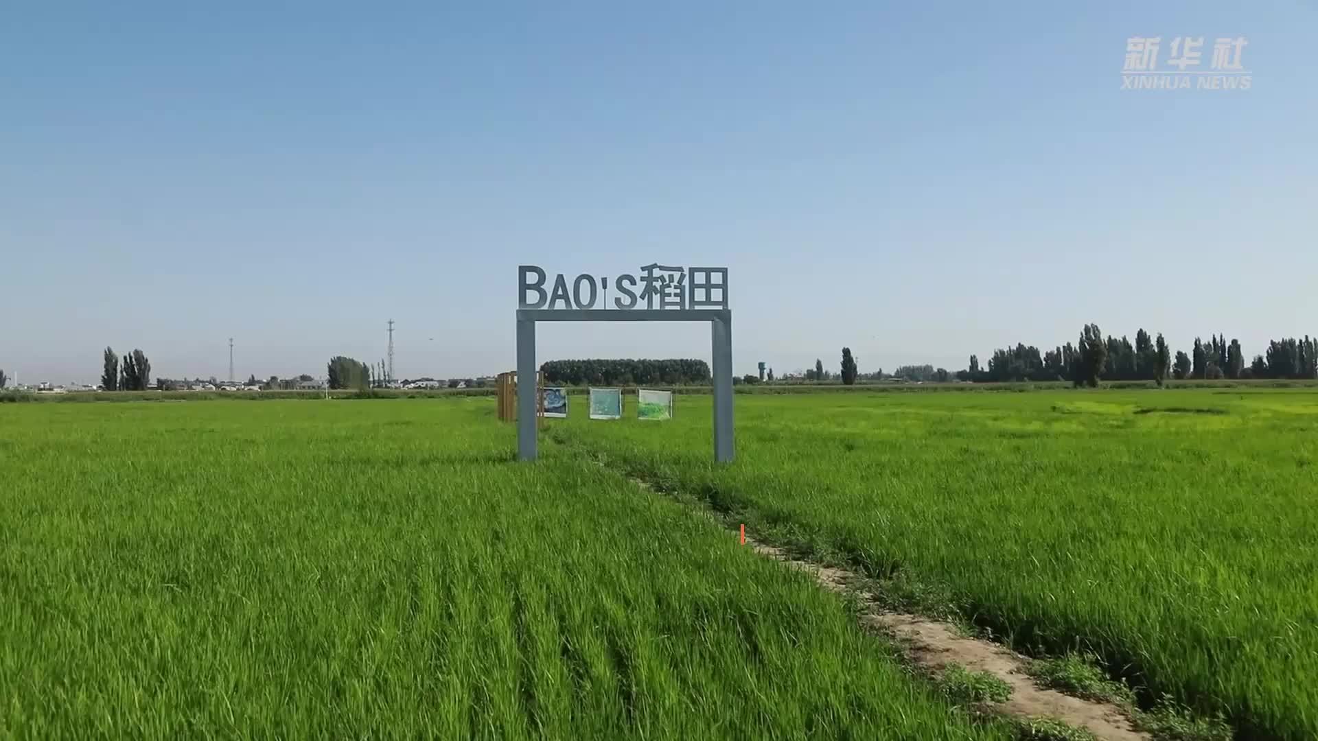 新疆伊犁：彩稻“绘”出巨幅画卷